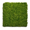 Pannello fonoassorbente Set 2 pz 60x60 cm effetto muschio sintetico